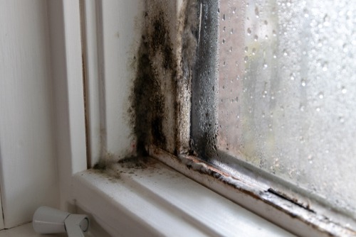 mold in the window's corner