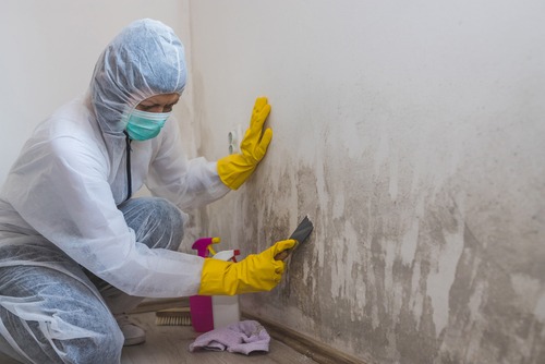 mold removal expert scrubs the wall