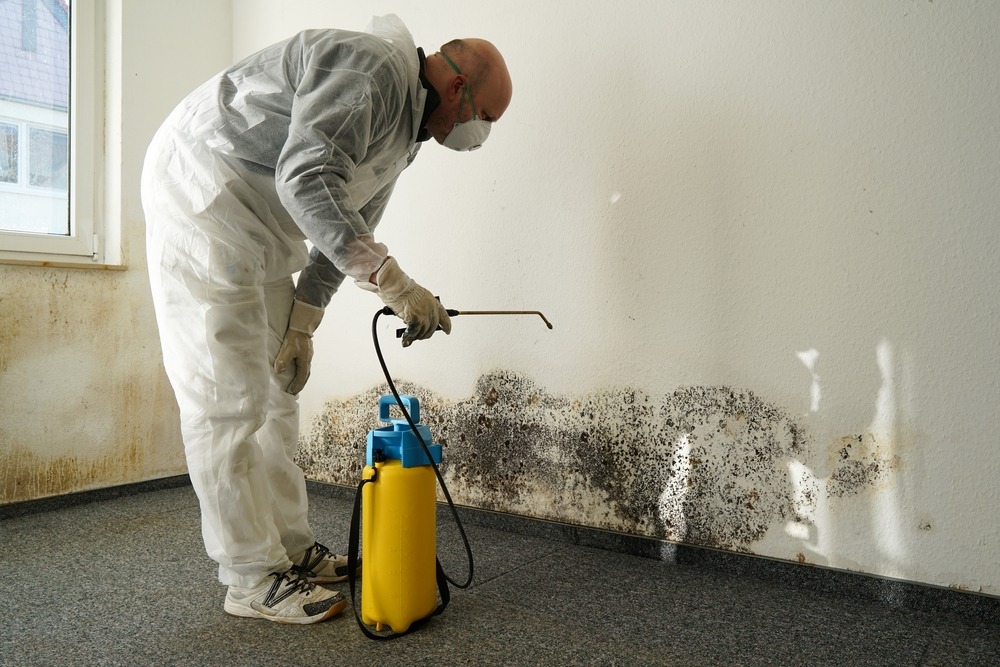 mold removal expert removes mold