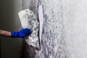 Mould vs Mildew differences